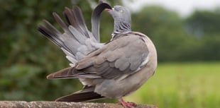 Letters from our readers in Wellington and beyond