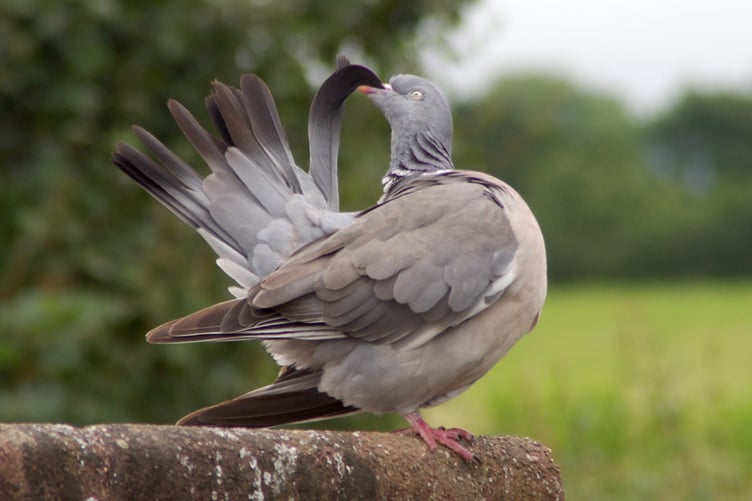 Dave Hellyer smiled at this picture he took of a pigeon on his garage roof being so meticulous while preening.