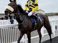 Order of the Dance in winning stable debut 