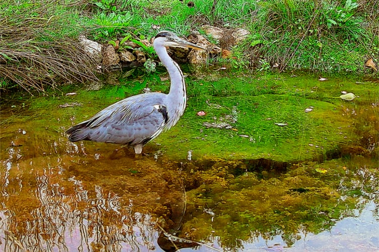 Although there are no fish or frogs in this garden pond at Ford Street near Wellington, this grey heron likes to visit to snap up available insect life. (Picture: Amano Samarpan)
