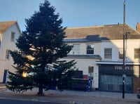 Trio of trees signal Christmas nearly here