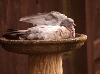 Letters from our Wellington readers