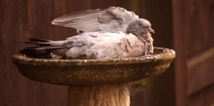 Letters from our Wellington readers