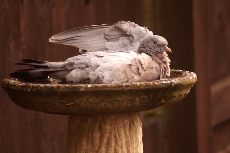This preening pigeon was hogging the birdbath at Dave Hellyer's home recently