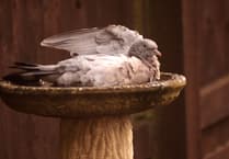 Letters from our Wellington readers