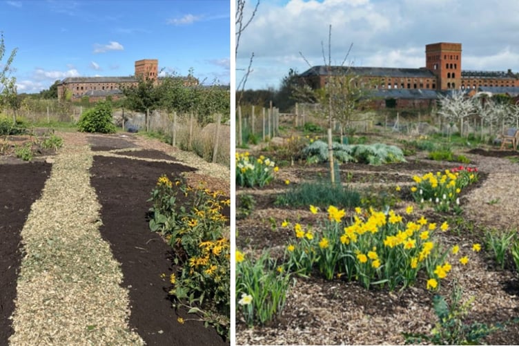 The before and after of the hard work the Transition Town Wellington team put in to Fox's Field Forest Garden