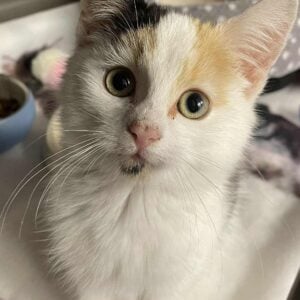 Betty, a domestic long haired cat who is a resident at the animal sanctuary.