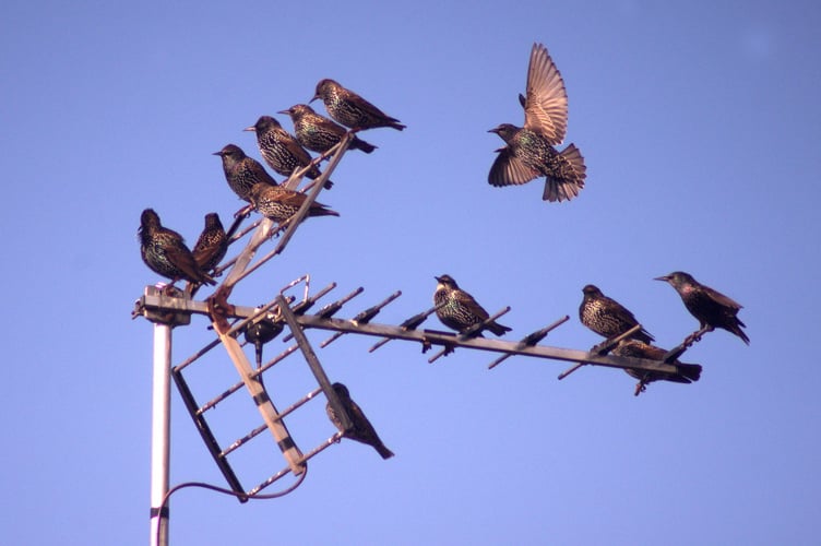 "What's on telly lads". Dave Hellyer captured these starlings on a aerial in Barn Meads Road, Wellington