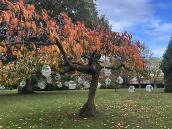 Lanterns made by local schoolchildren for Wellington's Garden of Light event had themes based on gardens, flowers, grasses, and wildlife.
