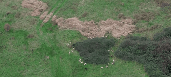 A still from drone footage shot by hunt saboteurs alleging a local hunt meet to go trail hunting turned into an illegal fox hunt.