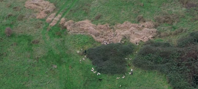 A still from drone footage shot by hunt saboteurs alleging a local hunt meet to go trail hunting turned into an illegal fox hunt.