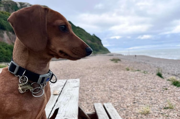 Stephen took Molly with him everywhere.