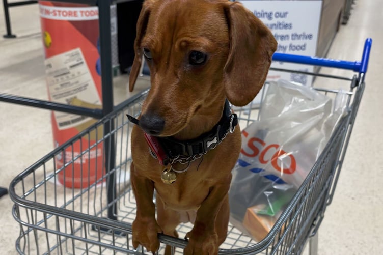 Molly would join Stephen to trips to Tesco and sit in the shopping trolley.