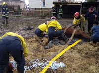 Firefighters called to help trapped horse
