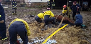 Firefighters called to help trapped horse