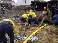 Firefighters called to help trapped horse