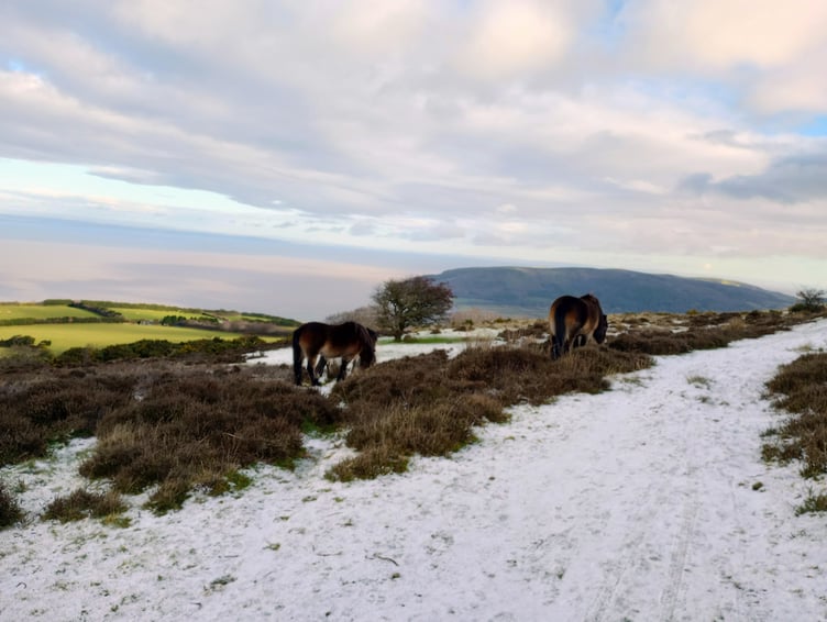 Exmoor Ponies grazing in the snow on top of Porlock Hill on Sunday.