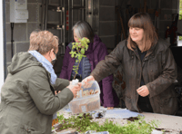 Hub giving away free native trees