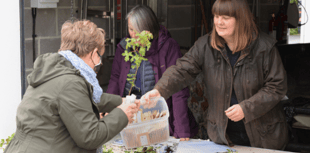 Hub giving away free native trees