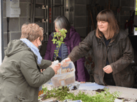 Hub giving away free native trees