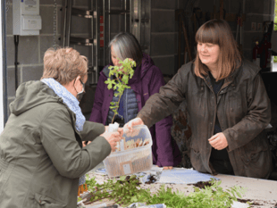 Hub giving away free native trees