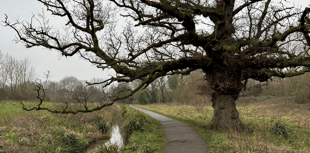Council looking at taking over nature site streams