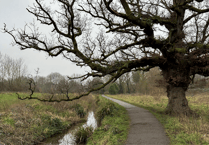 Wellington councillors consider ownership offer for Basins ponds and streams