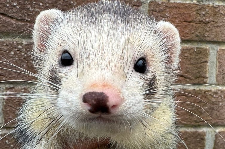 Some of the stolen ferrets have unique markings.
