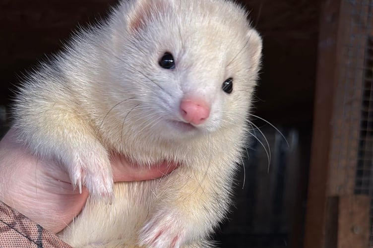 One of the prize-winning stolen ferrets.