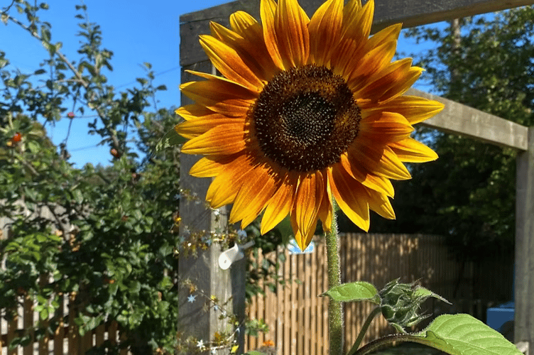 Churchinford Preschool needs more trustees to join its board.