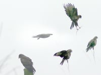 Letters from our readers in Wellington