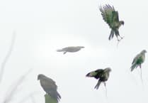 Letters from our readers in Wellington and beyond