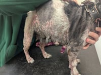 Five-year ban for not taking dog to vet