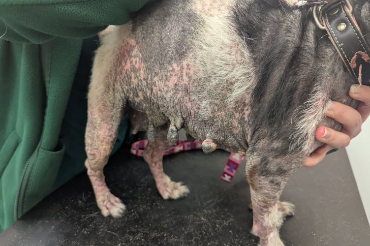 The condition of Roxy's skin can be seen as she is examined by a veterinary surgeon.