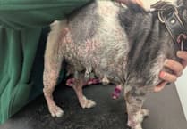 Jack Russell terrier Roxy suffered chronic skin condition because vet 'too expensive'