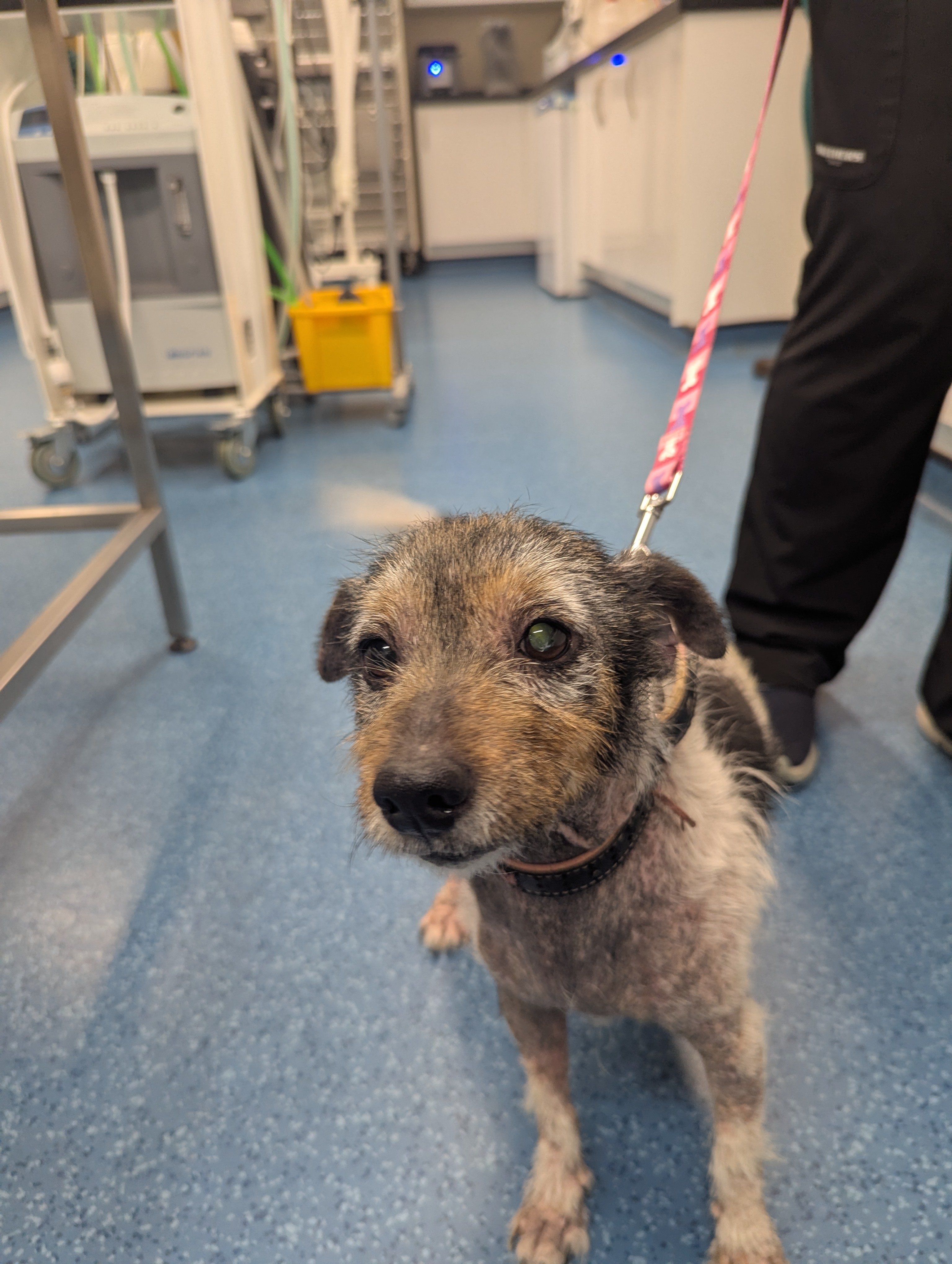Jack Russell terrier Roxy suffered chronic skin condition because vet ...