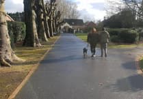 Somerset Council to lay down where owners can and cannot take their dogs