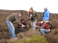Volunteers needed for adder survey