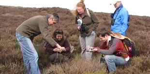 Volunteers needed for adder survey