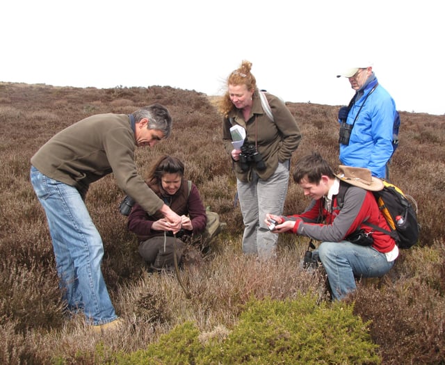 Volunteers needed for adder survey