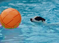 Green light for new dog swimming pool