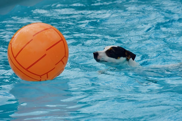 Green light for new dog swimming pool