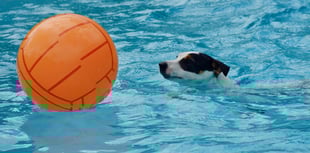 Green light for new dog swimming pool