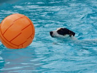Green light for new dog swimming pool