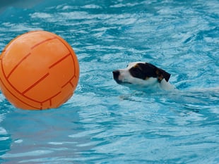 Green light for new dog swimming pool