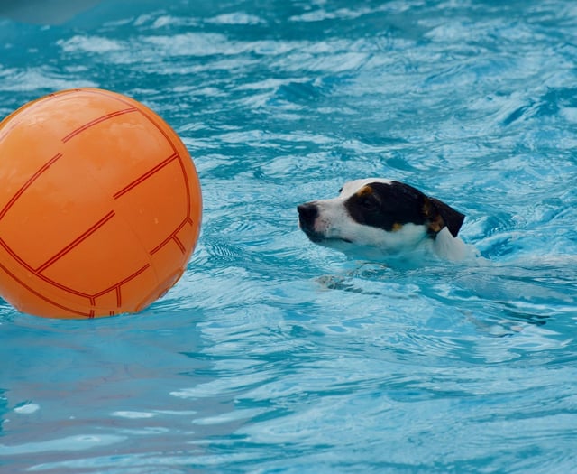 Green light for new dog swimming pool