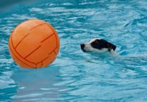 Swimming pool for dogs coming to Wellington