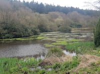 Study shows beavers improve Blackdowns water