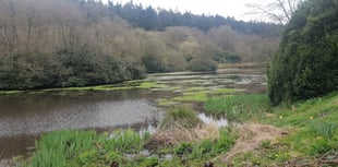 Study shows beavers improve Blackdowns water