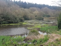 Study shows beavers improve Blackdowns water